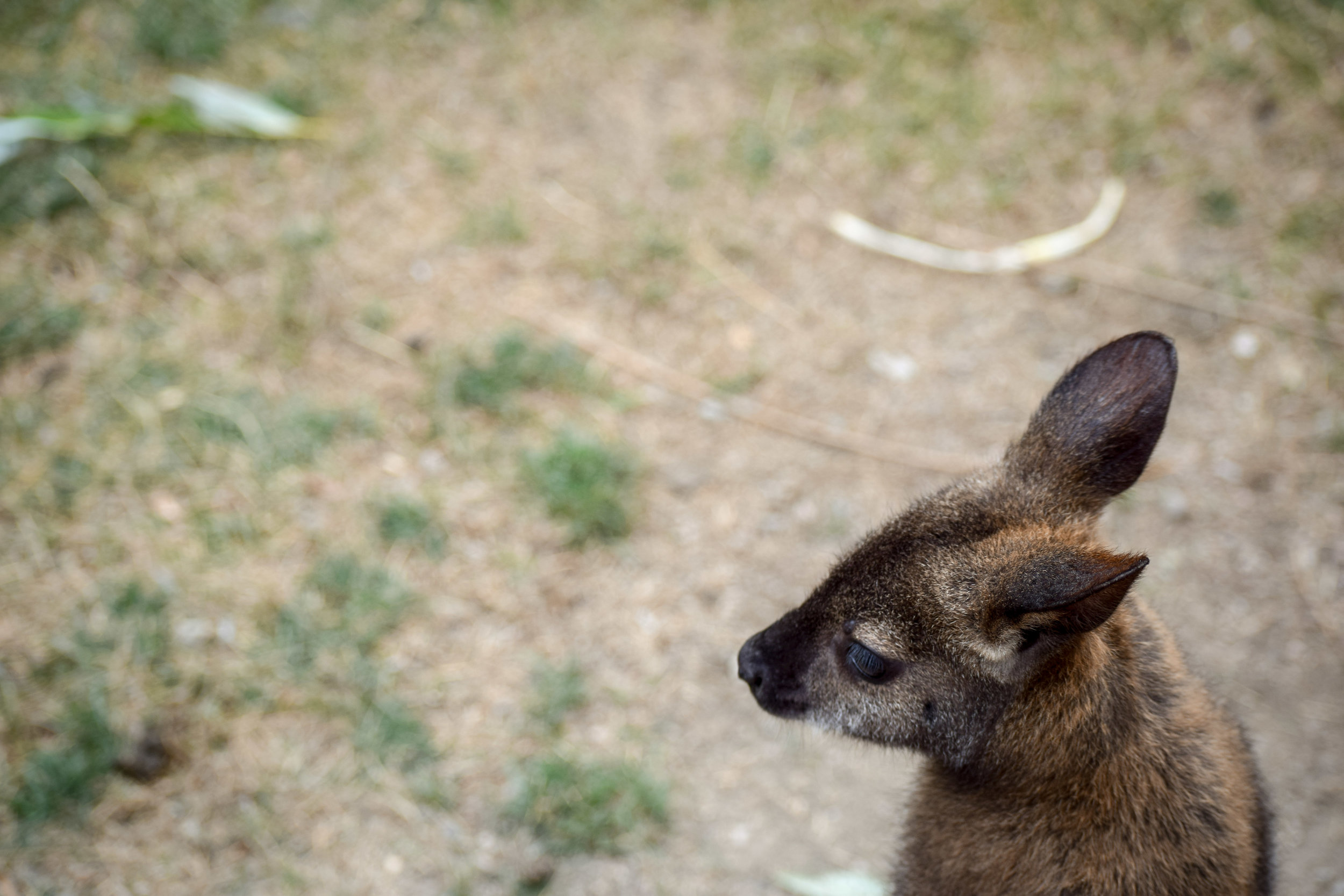 Visiting Kangaroo Creek Farm: What You Need to Know