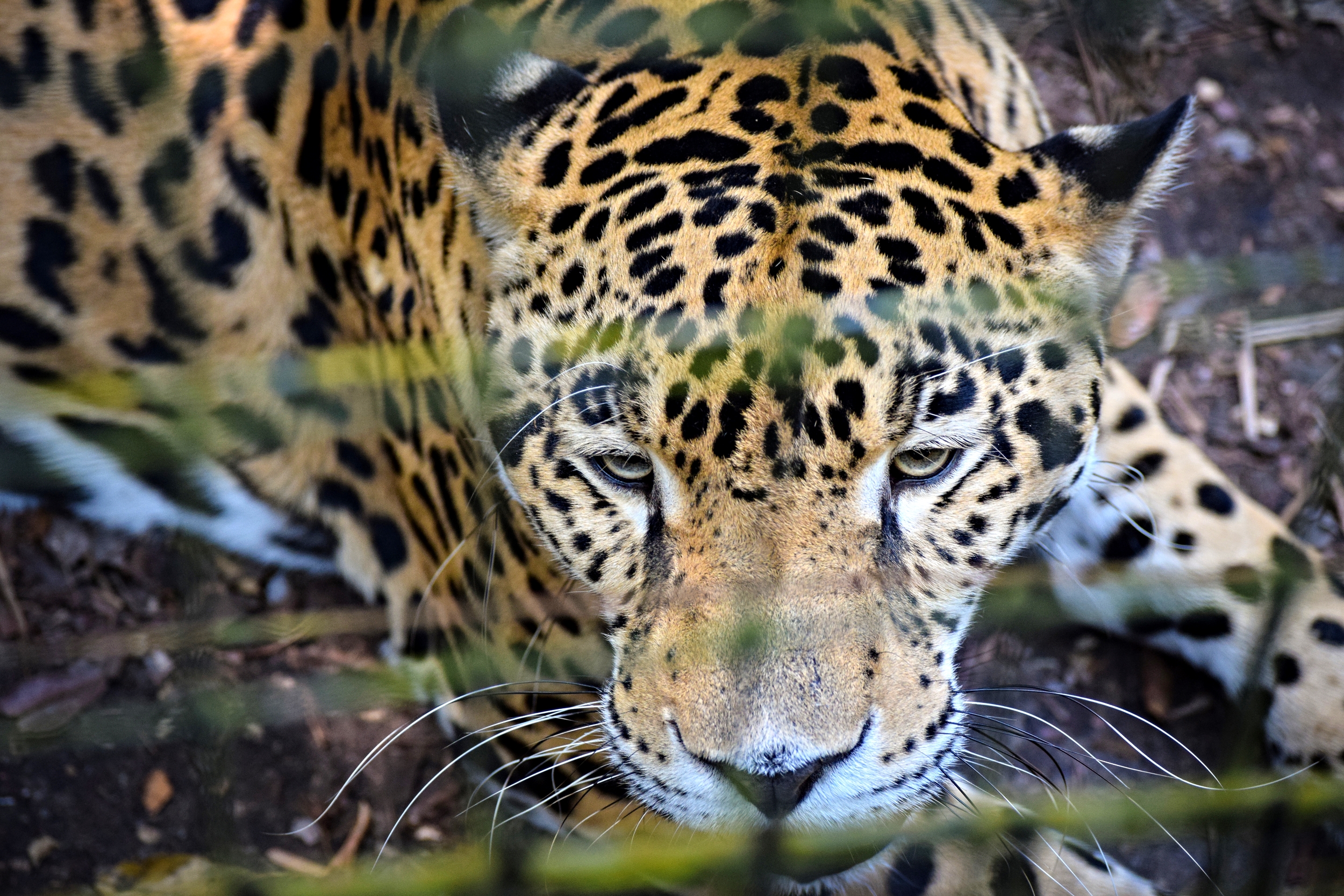 A Trip to the Belize Zoo