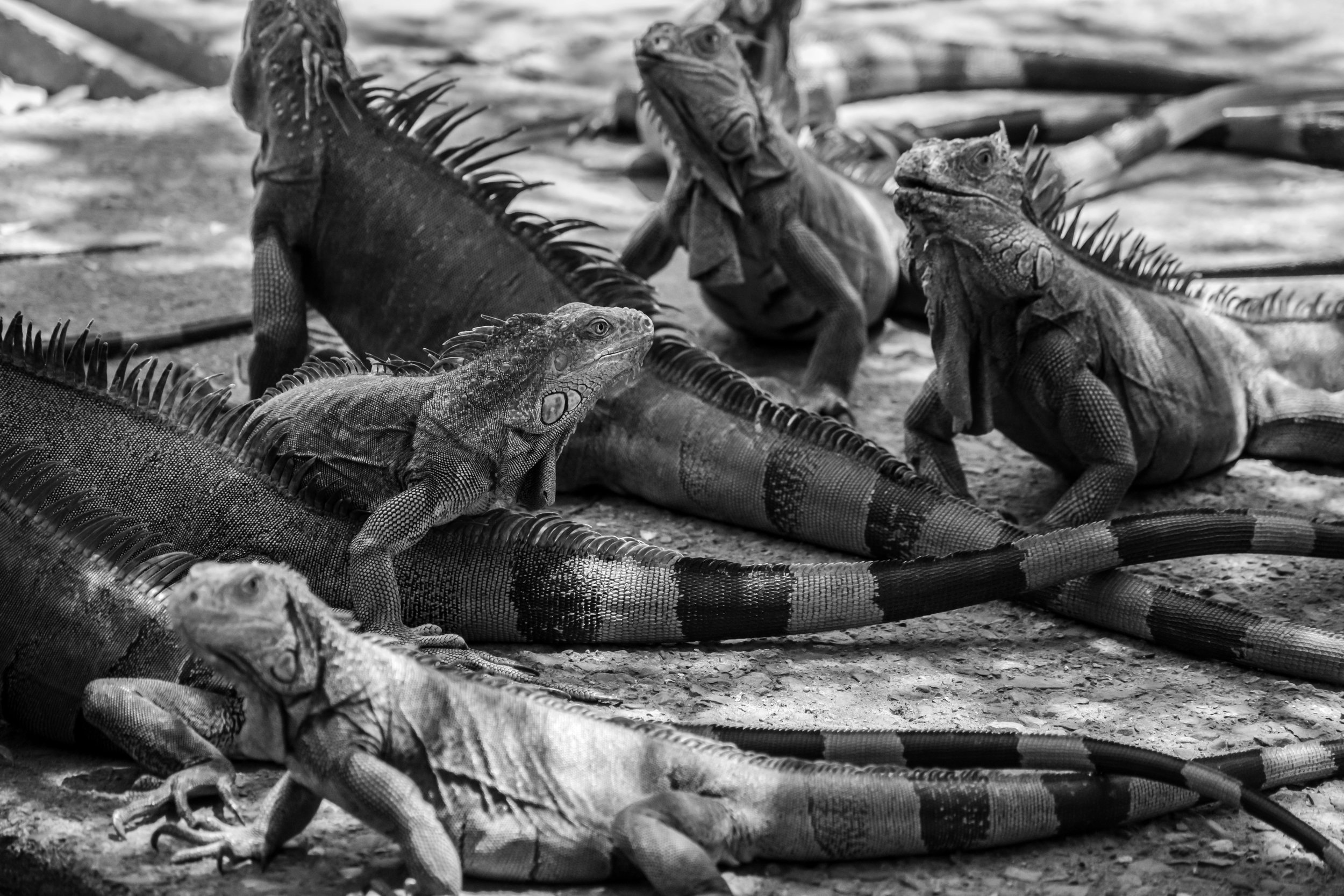 Getting Friendly with the Iguanas of Roatán