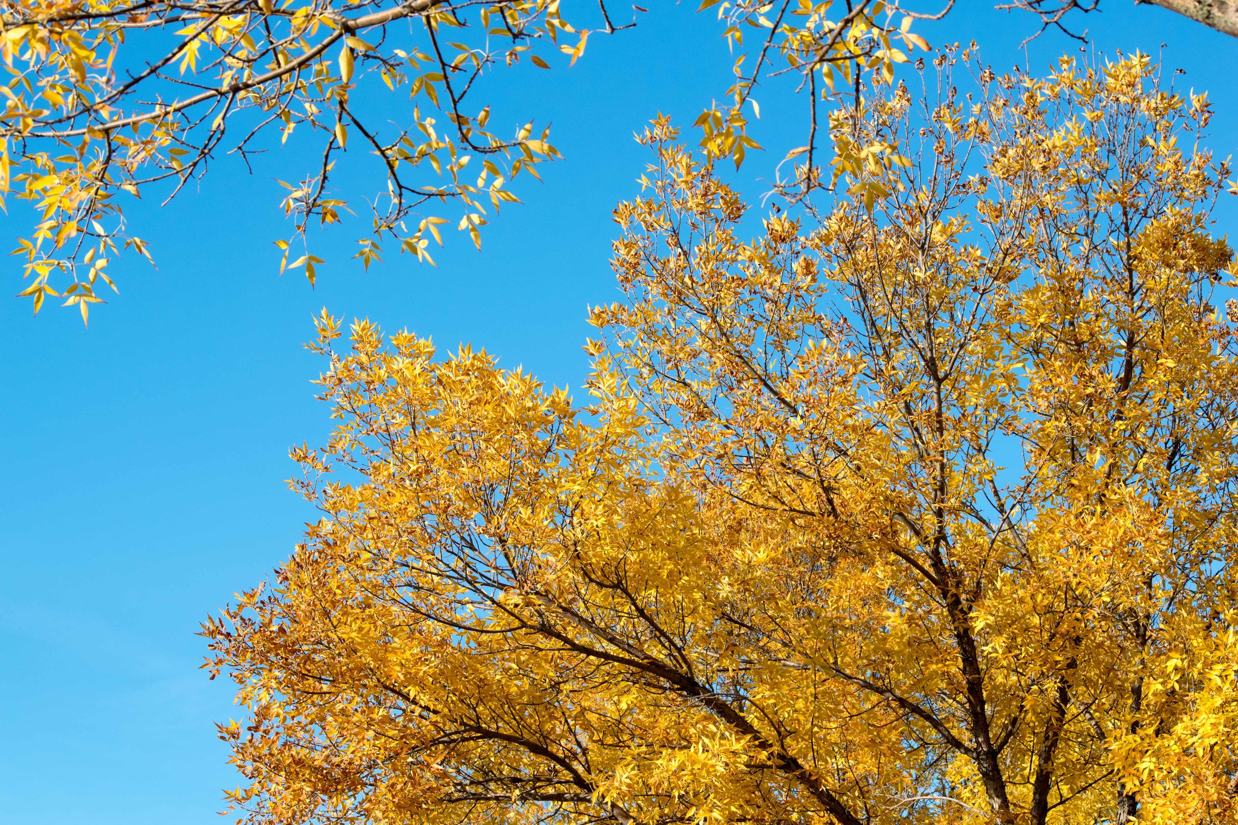 Autumn Colors in the Shuswap