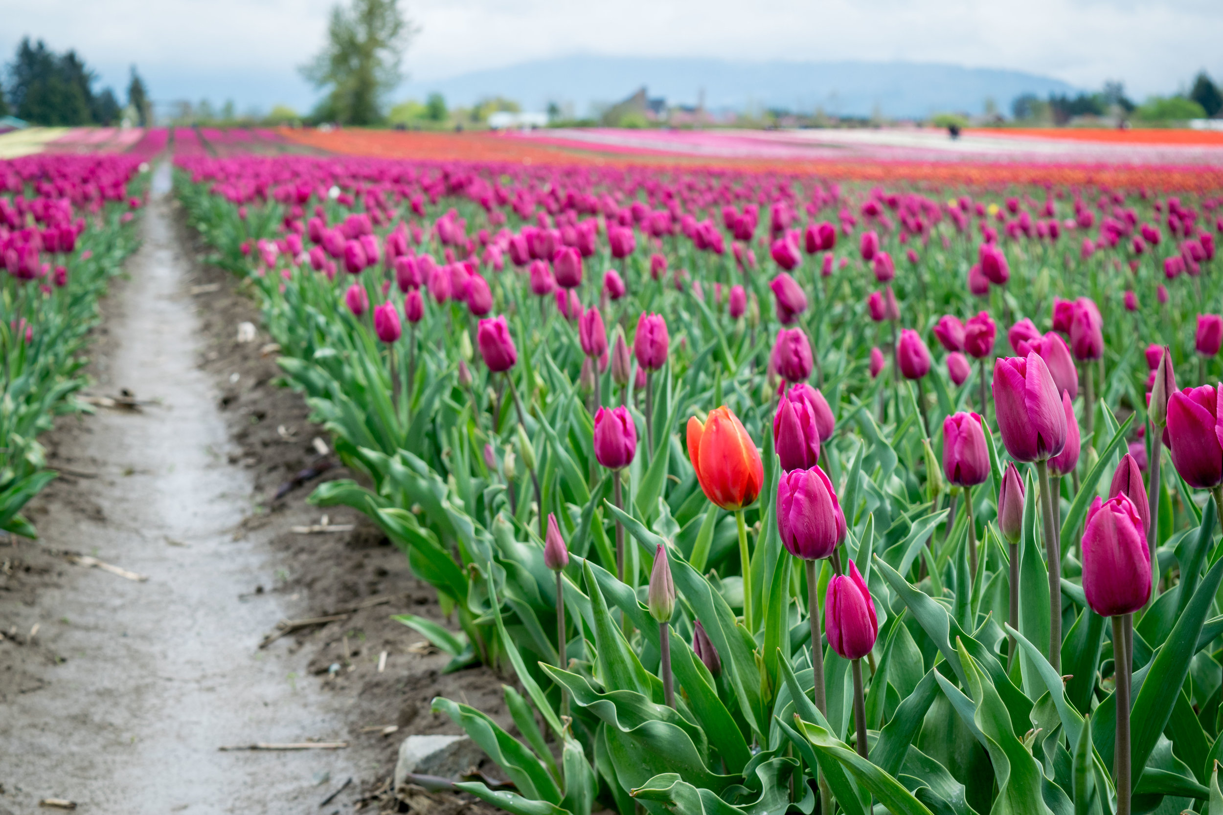 Celebrating Spring at the Chilliwack Tulip Festival